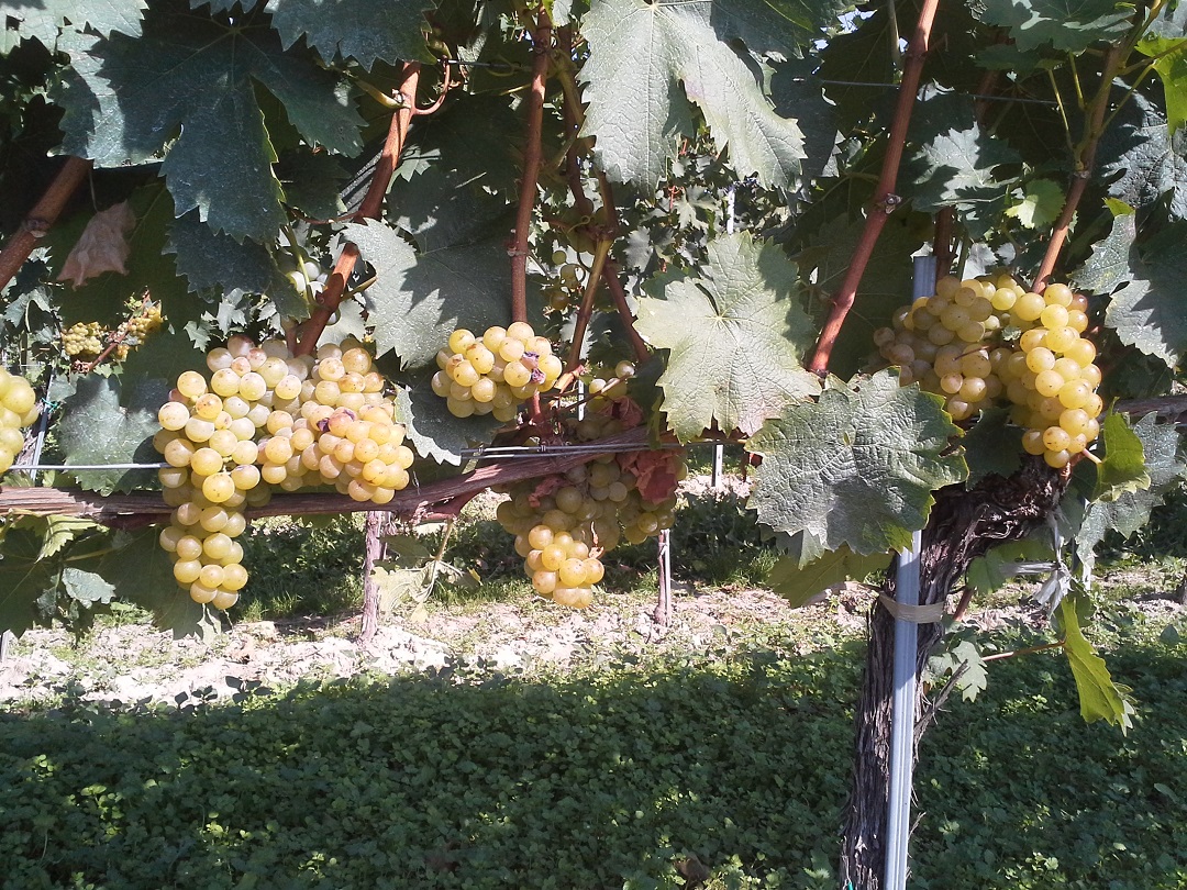 Weingut Mader
